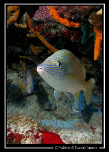 Picture taken in Cozumel with a Canon G9 and a single DS1... by Raoul Caprez 
